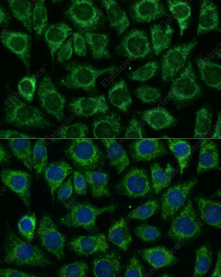 Иммунофлуоресценция, IDH2, клетки L929