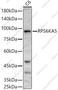 Вестерн-блоттинг, RPS6KA5, клетки C6