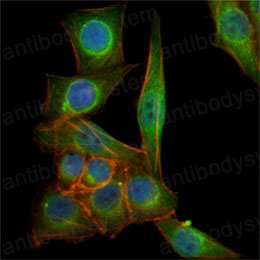 Валидация IF - AntibodySystem RHG56704