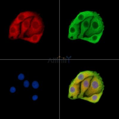 Валидация Affinity DF15459 - 11819