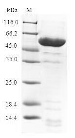SDS-PAGE
