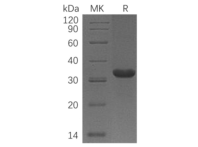 Валидация Elabscience PKSH033350(3681)