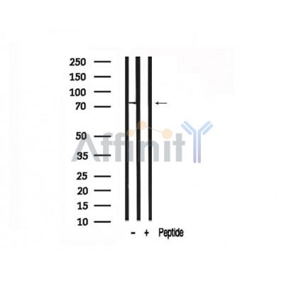 Валидация Affinity AF7562 - 4226