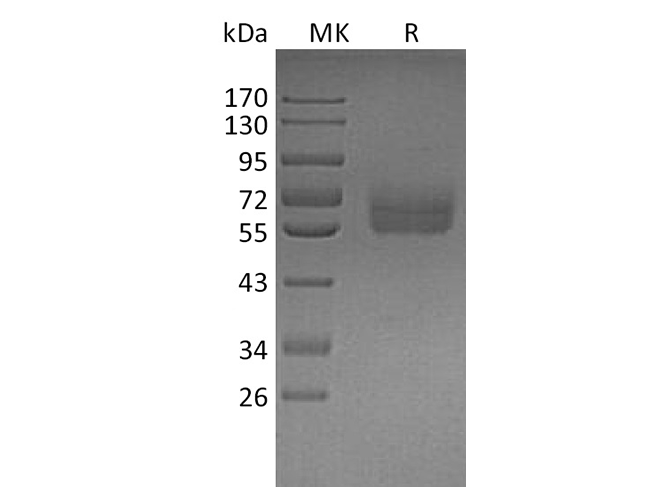 Валидация Elabscience PKSH033480(3786)