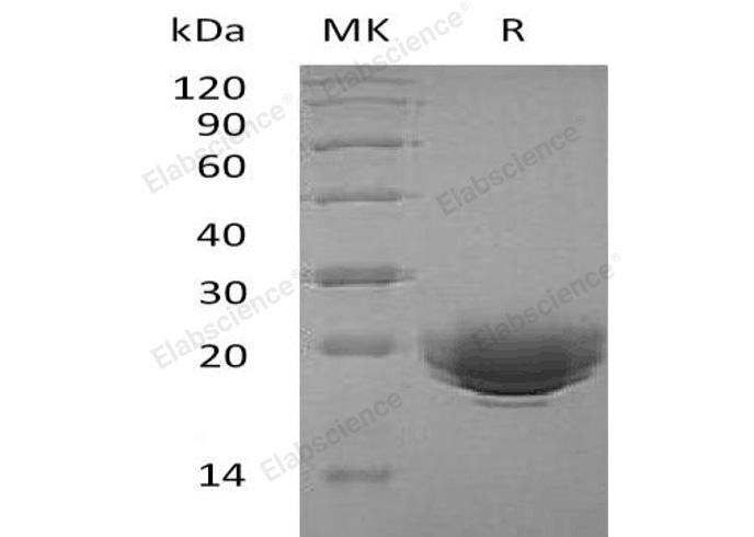 Валидация Elabscience PKSH032769(3193)