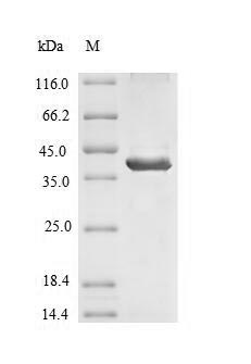 SDS-PAGE
