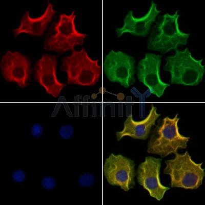 Валидация Affinity DF12418 - 6921