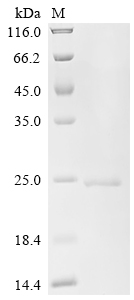 SDS-PAGE