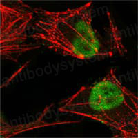 Валидация IF - AntibodySystem RHE40503