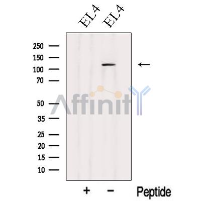Валидация Affinity DF8642 - 20592