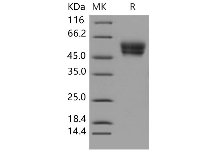 Валидация Elabscience PKSM040646(4630)