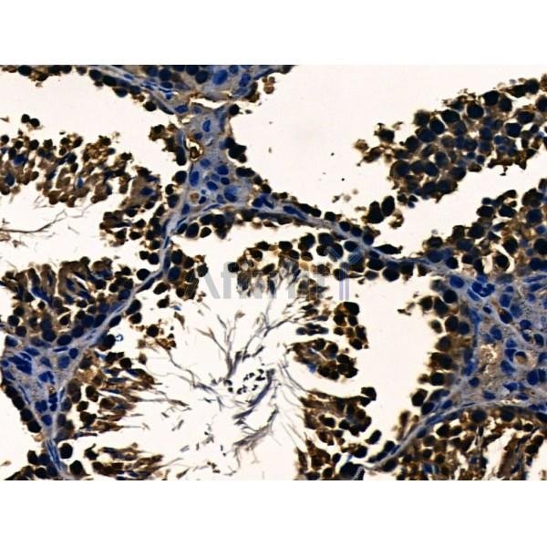 Валидация Affinity AF5168 - 2585