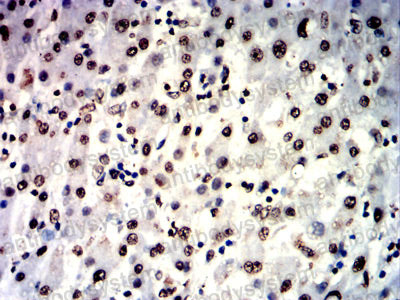 Валидация AntibodySystem RHB95603