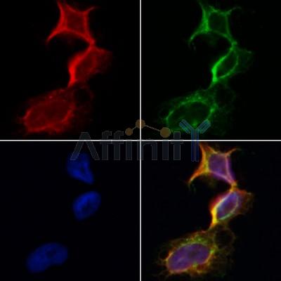 Валидация Affinity DF12257 - 6581