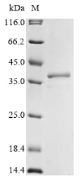 SDS-PAGE