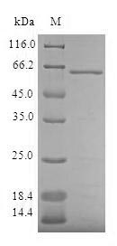 SDS-PAGE