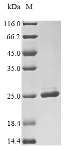 SDS-PAGE