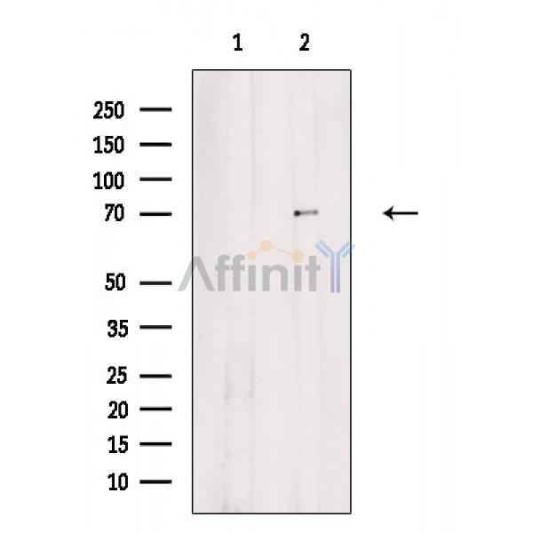 Валидация Affinity DF8101 - 19943