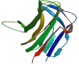 B-Cell Activating Factor (BAFF) B-Cell Activating Factor (BAFF)