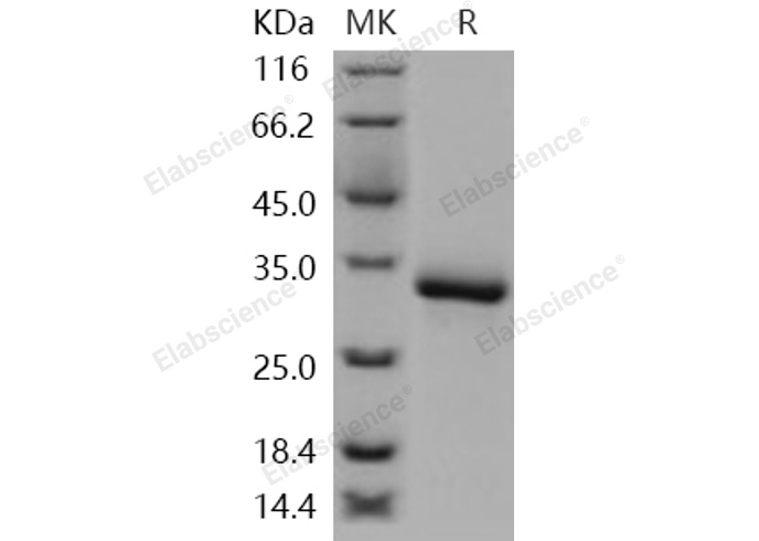Валидация Elabscience PKSH030983(1797)