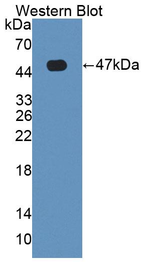 55701