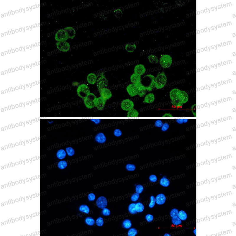 Валидация IF - AntibodySystem RHC03203