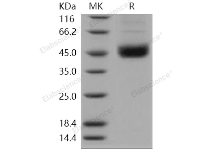 Валидация Elabscience PKSH031260(2008)