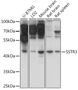 Валидация Elabscience E-AB-91416