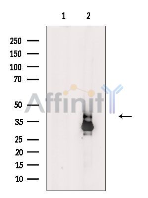 Валидация Affinity AF6641 - 3929