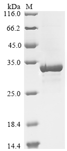 SDS-PAGE