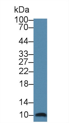 10460