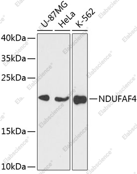 Вестерн-блоттинг, NDUFAF4, различные клеточные линии
