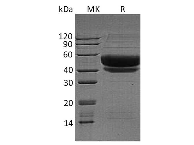 Валидация Elabscience PKSH033362(3693)