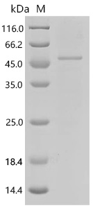SDS-PAGE