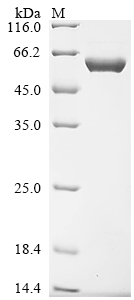 SDS-PAGE