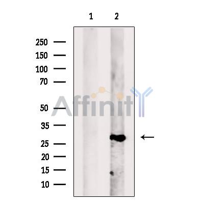 Валидация Affinity DF13447 - 8778