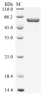 SDS-PAGE