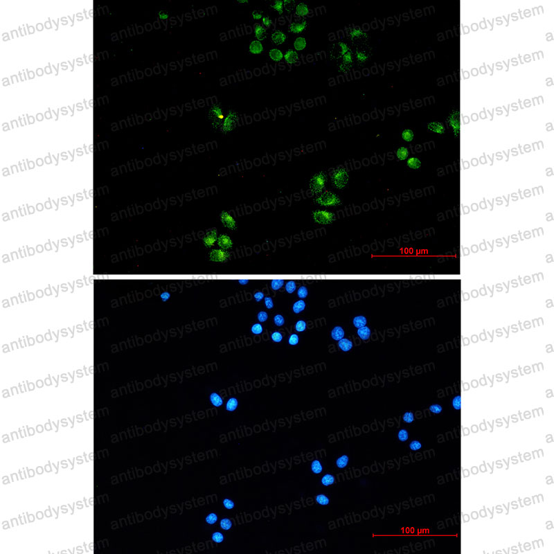 Валидация IF - AntibodySystem RHK59703