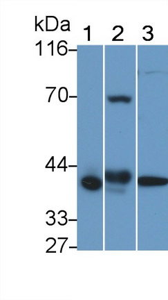 5213
