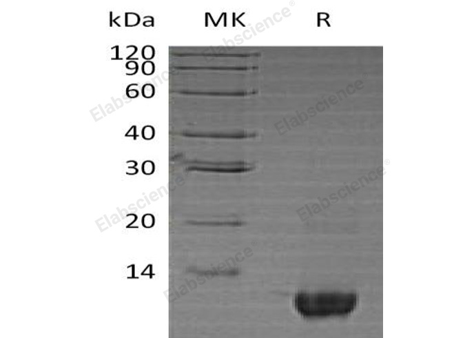 Валидация Elabscience PKSH030790(1644)