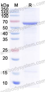 Валидация AntibodySystem YVV33901