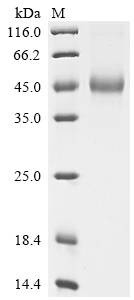 SDS-PAGE