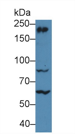10088
