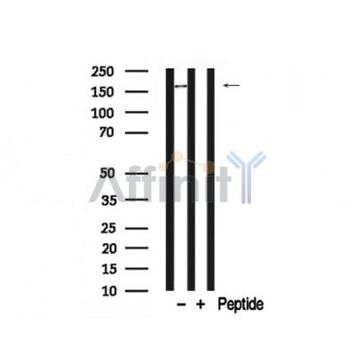 Валидация Affinity AF7753 - 4457