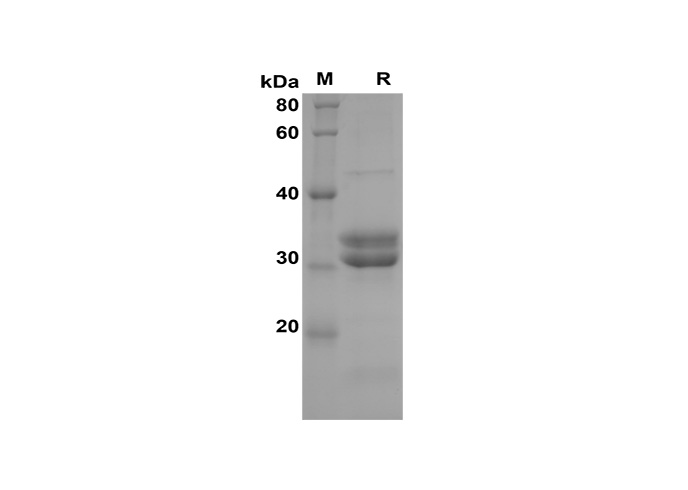 Валидация Elabscience PDEH100594(106)