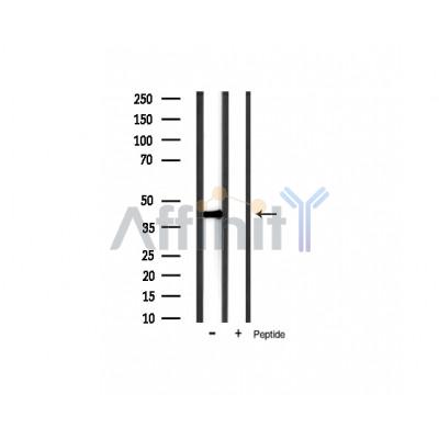 Валидация Affinity AF5002 - 2428