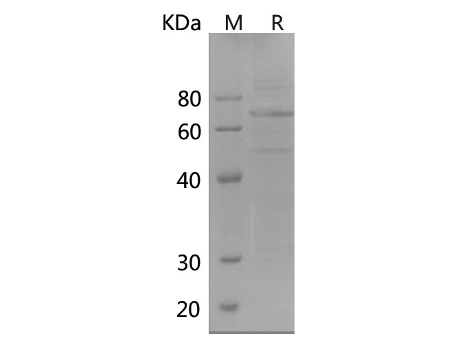 Валидация Elabscience PDMH100375(981)