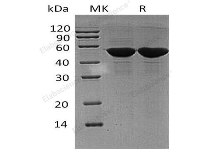 Валидация Elabscience PKSH032958(3350)