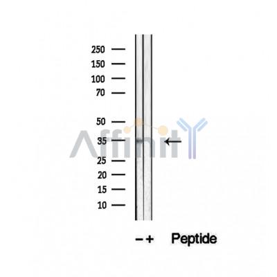 Валидация Affinity DF12494 - 7068