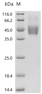 SDS-PAGE